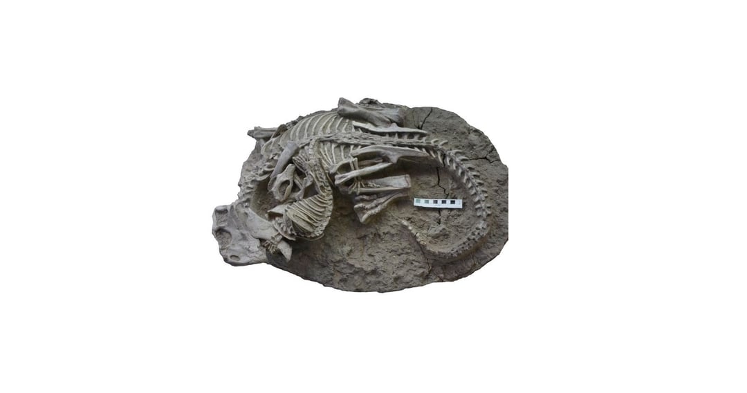 To zwierzę polowało na dinozaury. Na podstawie jego szczątków dowiedzieliśmy się, jak wyglądało