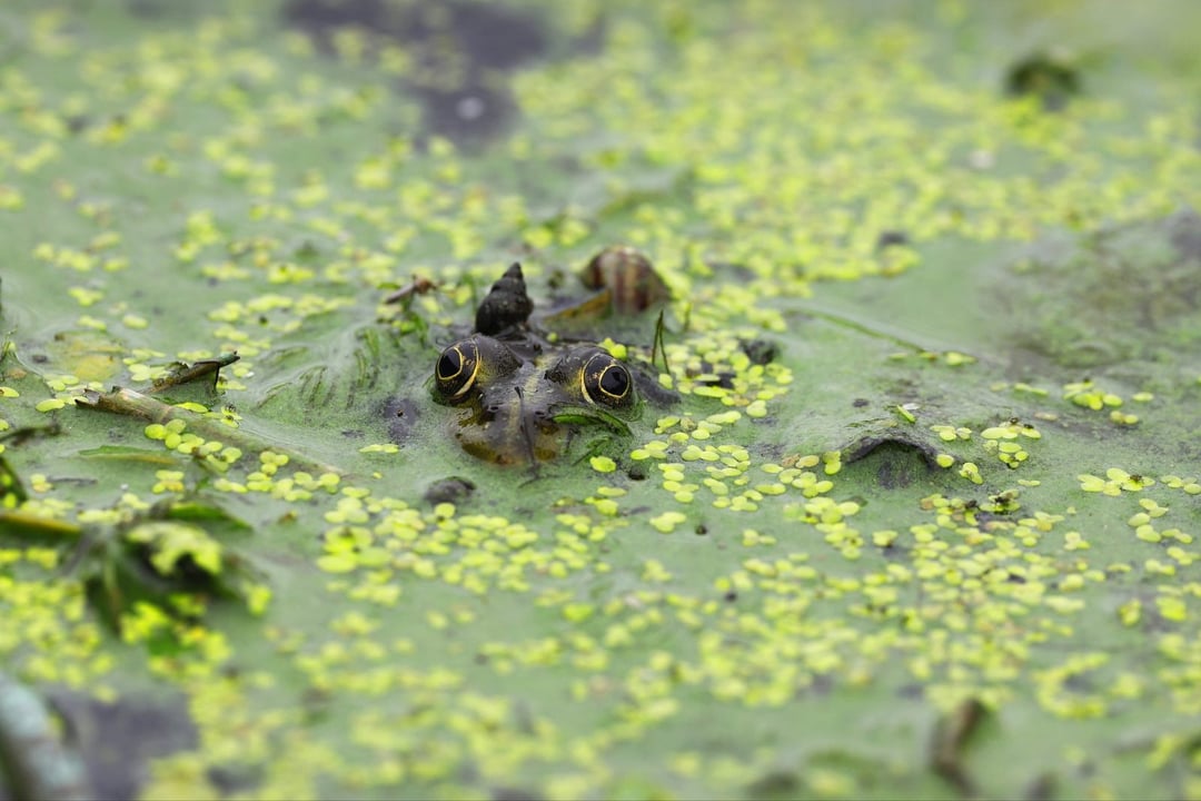 Najbrzydsza żaba na świecie? Wygląda jak naburmuszone awokado