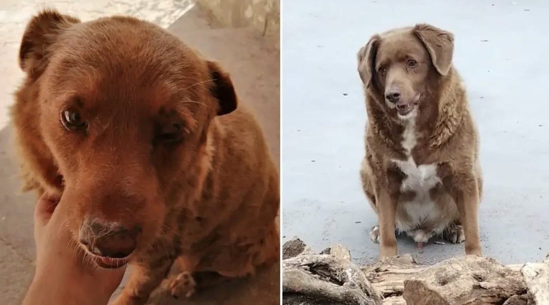 Najstarszy pies na świecie nie żyje. Jego rekordu długo nikt nie pobije