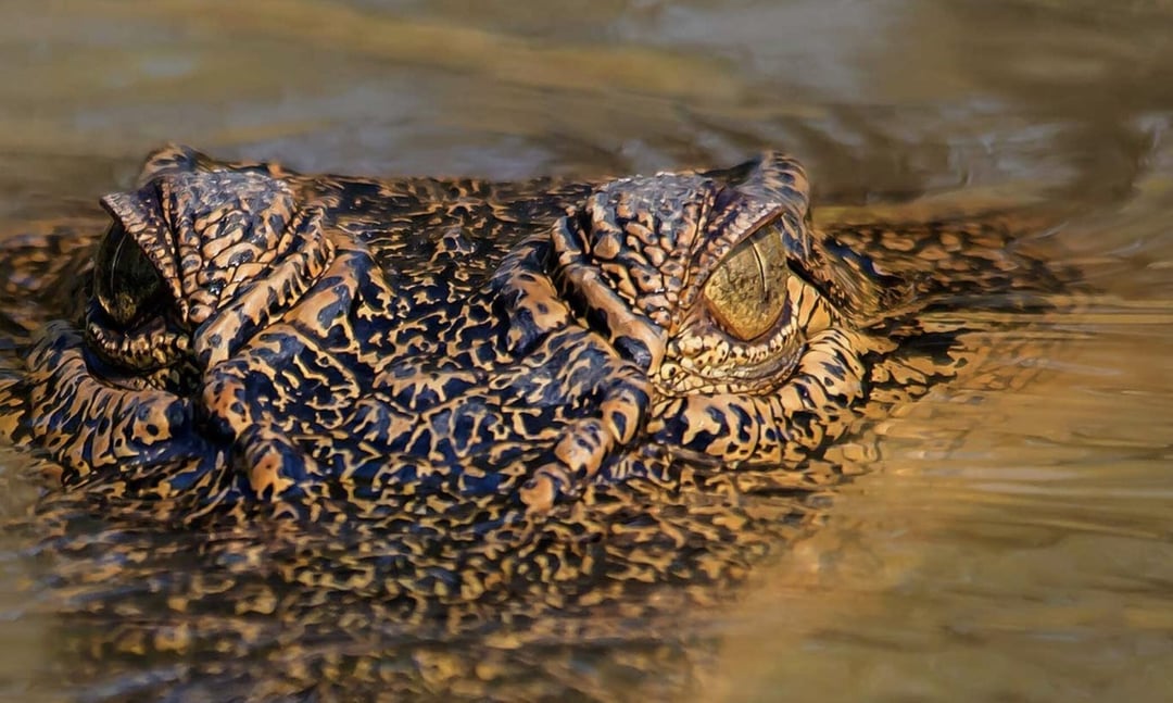 Krokodyle zaczęły szaleć na dźwięk helikoptera. Nietypowe zachowanie zdziwiło świat nauki