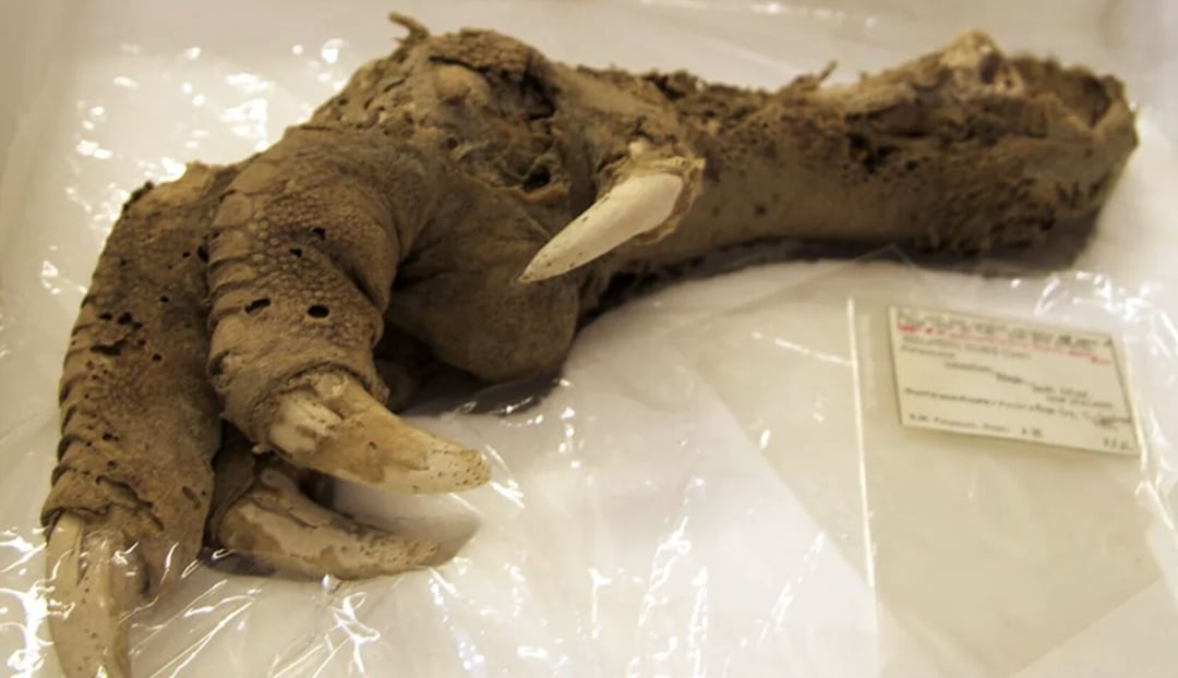 Kiedy wyginęły moa? Nowe badanie nie pozostawia złudzeń