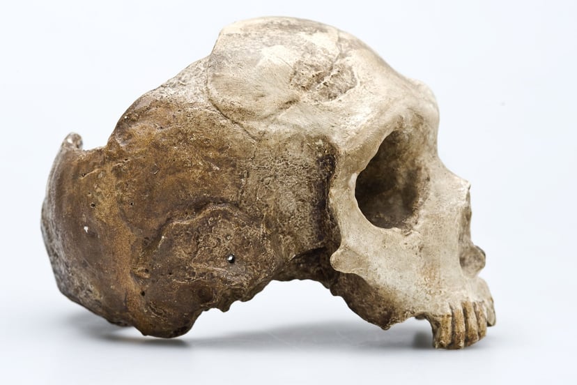 Genom neandertalczyków ujawnił pamiątkę o nieznanych przodkach człowieka