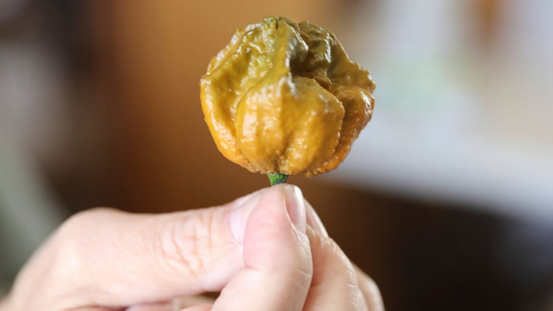 Pepper X to najostrzejsza papryczka na świecie. Jalapeño to przy niej ambrozja