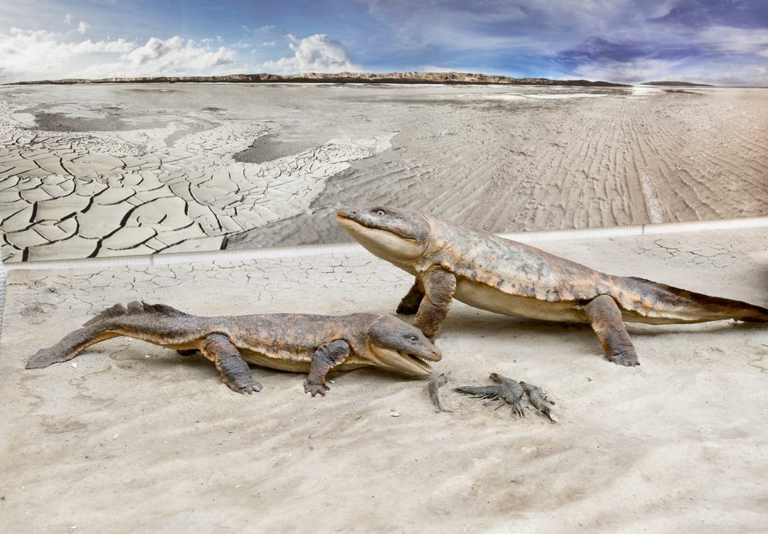 Czy pierwszy płaz był Polakiem? Odkrycie, które wstrząsnęło historią ewolucji