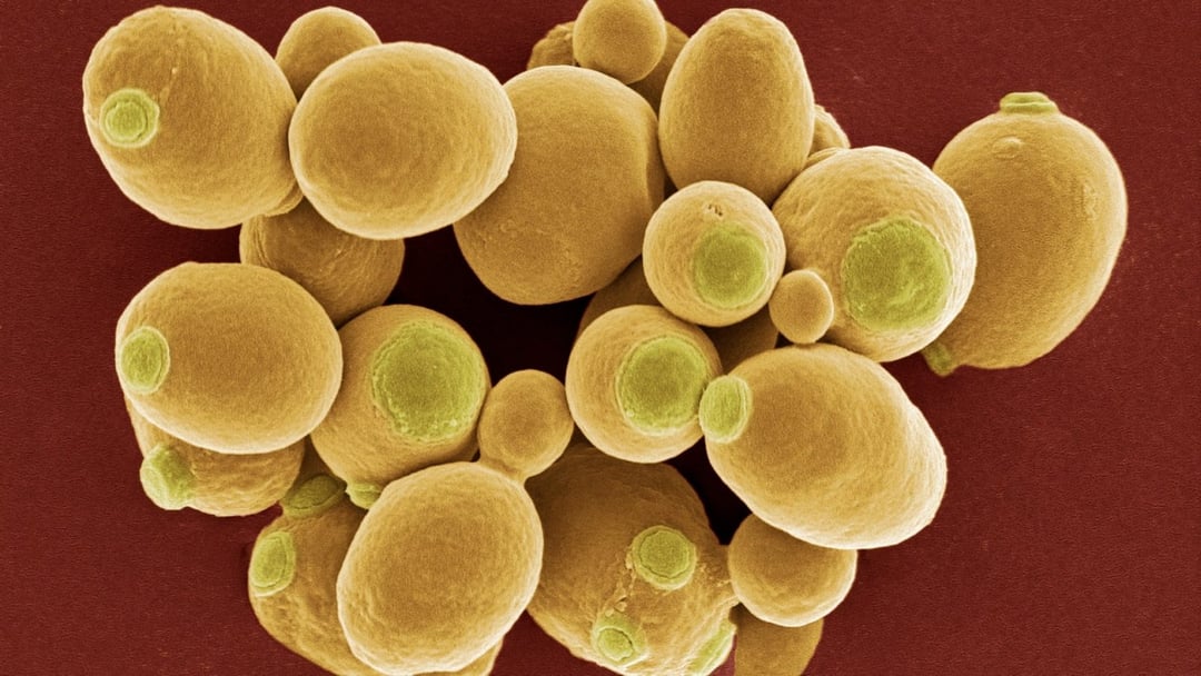 Drożdże pomogą w leczeniu schizofrenii? Nowy patent zagrozi big pharma