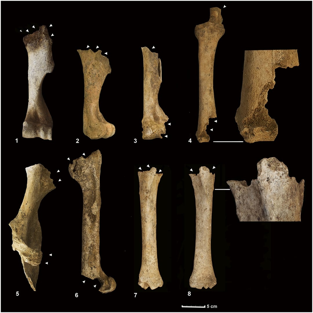Tysiące kości pokazują, jak dawniej składano ofiary. To nie są ludzkie szczątki