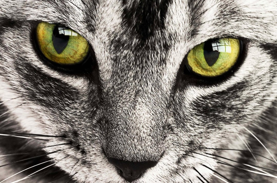 Koty to najbardziej żarłoczne drapieżniki na Ziemi. Liczba zjadanych przez nie gatunków poraża