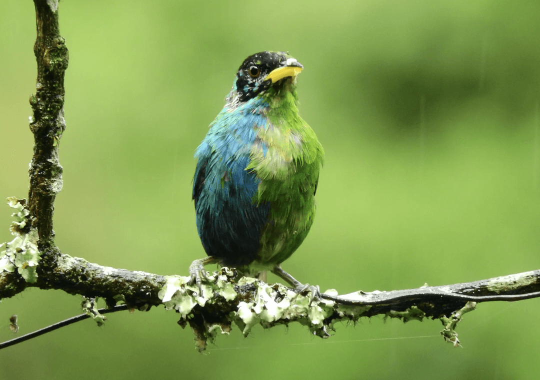 Najdziwniejszy dwukolorowy ptak na świecie. Czy to samiec, czy samica?