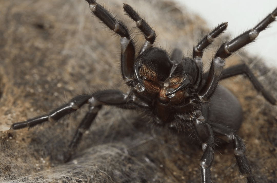 Ten pająk to prawdziwy gigant! Bez problemu może zabić człowieka