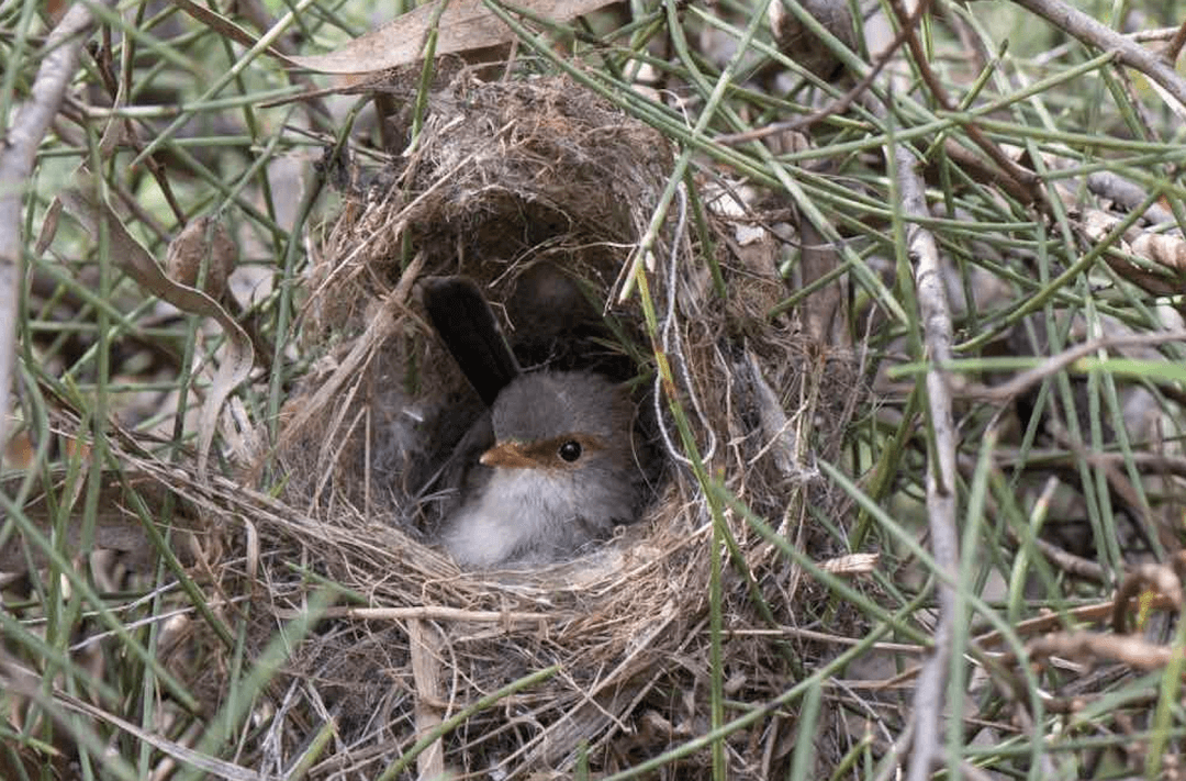 Te ptaki śpiewają do niewyklutych jaj i robią to w konkretnym celu