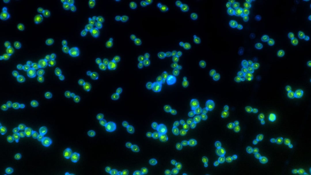 Pierwsze takie organizmy na świecie. Pozyskują energię w niewyobrażalny sposób