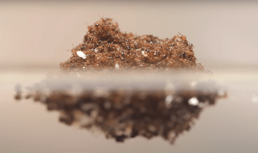 Co za poświęcenie! Tak mrówki chronią królową