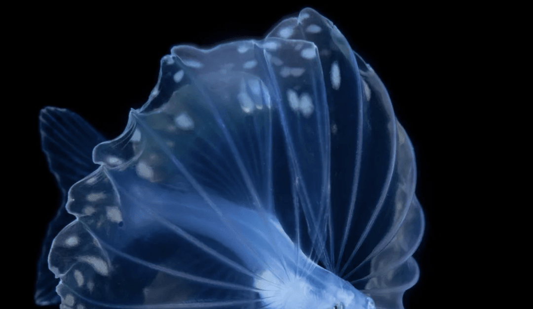 Niesamowite stworzenie jak z filmu SF. Ta ryba ma “nogi”