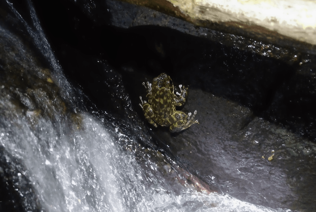 Te żaby mają “gruczoł” nieznany nauce. Nie uwierzysz, do czego go używają