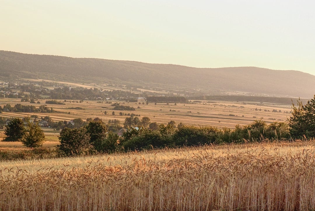 Potężna szczęka pancernej ryby wyglądała na coś obcego. Znaleziono ją tutaj w Polsce