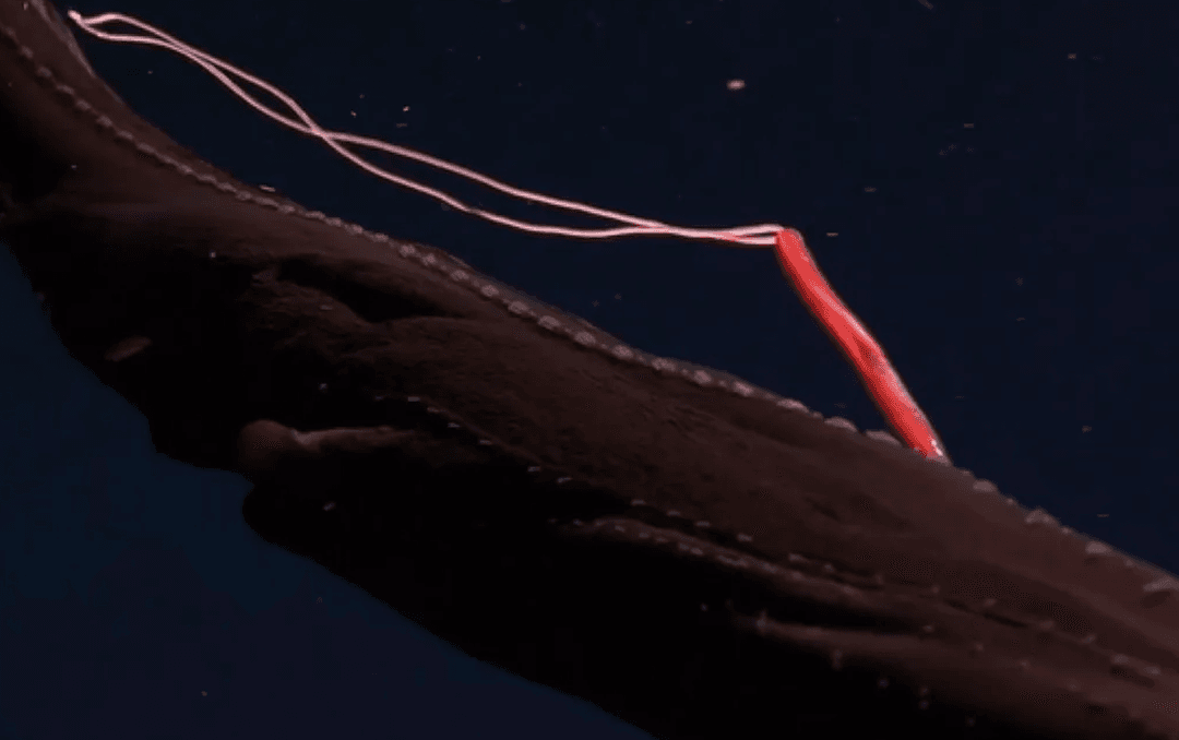 Niesamowite nagranie z głębin. Tak krwiożerczy pasożyt ucztuje na rybie