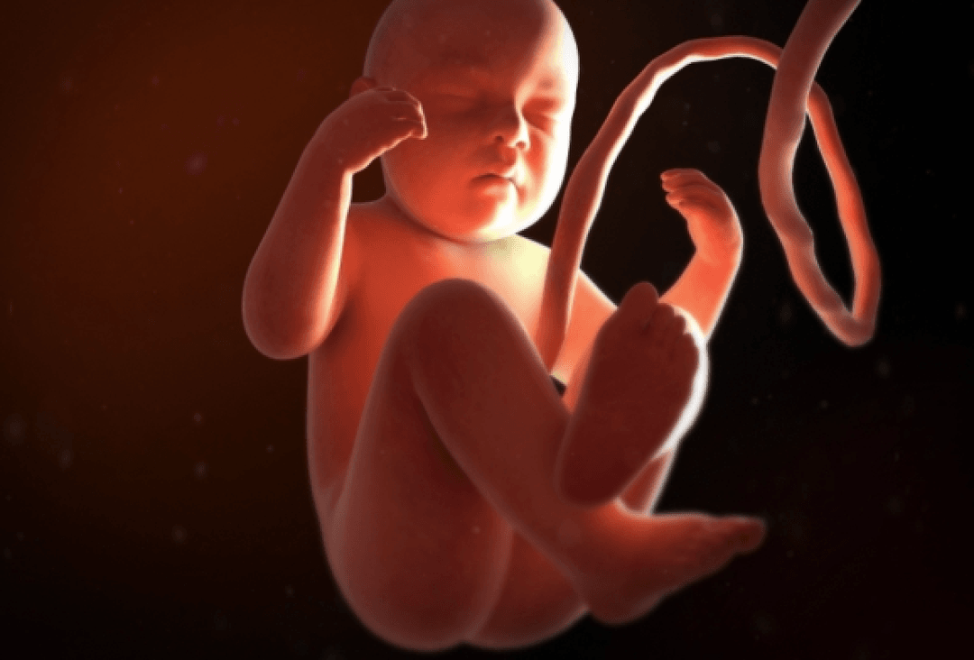 Te niezwykłe mininarządy uratują nienarodzone dzieci. Historia medycyny pisze się na naszych oczach