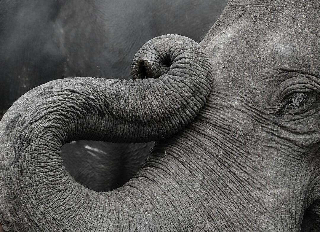 Młode słonie pochowane w nietypowych pozach. Tego nie dokonał żaden człowiek