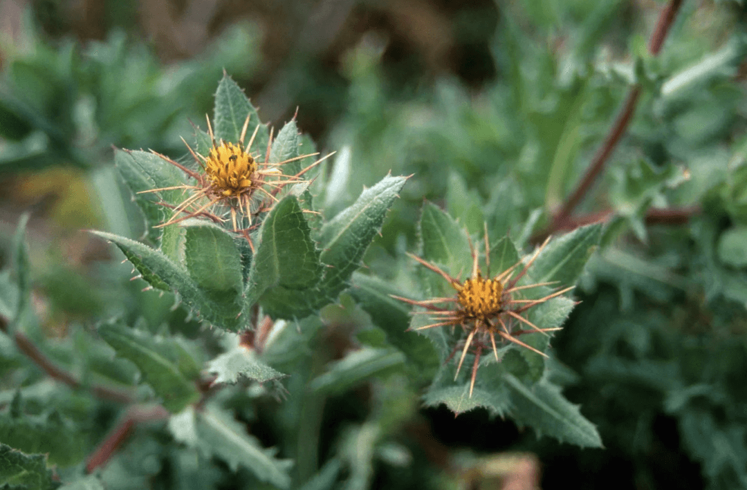 Odkryli sekret mnichów. Pomaga nie tylko na niestrawność, ta roślina może zdziałać cuda