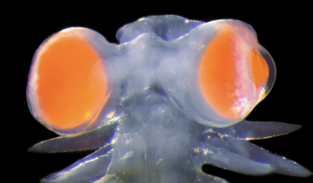 Dziwaczne morskie stworzenie ma oczy jak balony. Musisz to zobaczyć