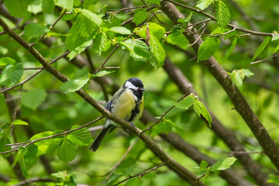 Ptaki jak ludzie. Ten gatunek wykorzystuje niesamowity sposób komunikacji