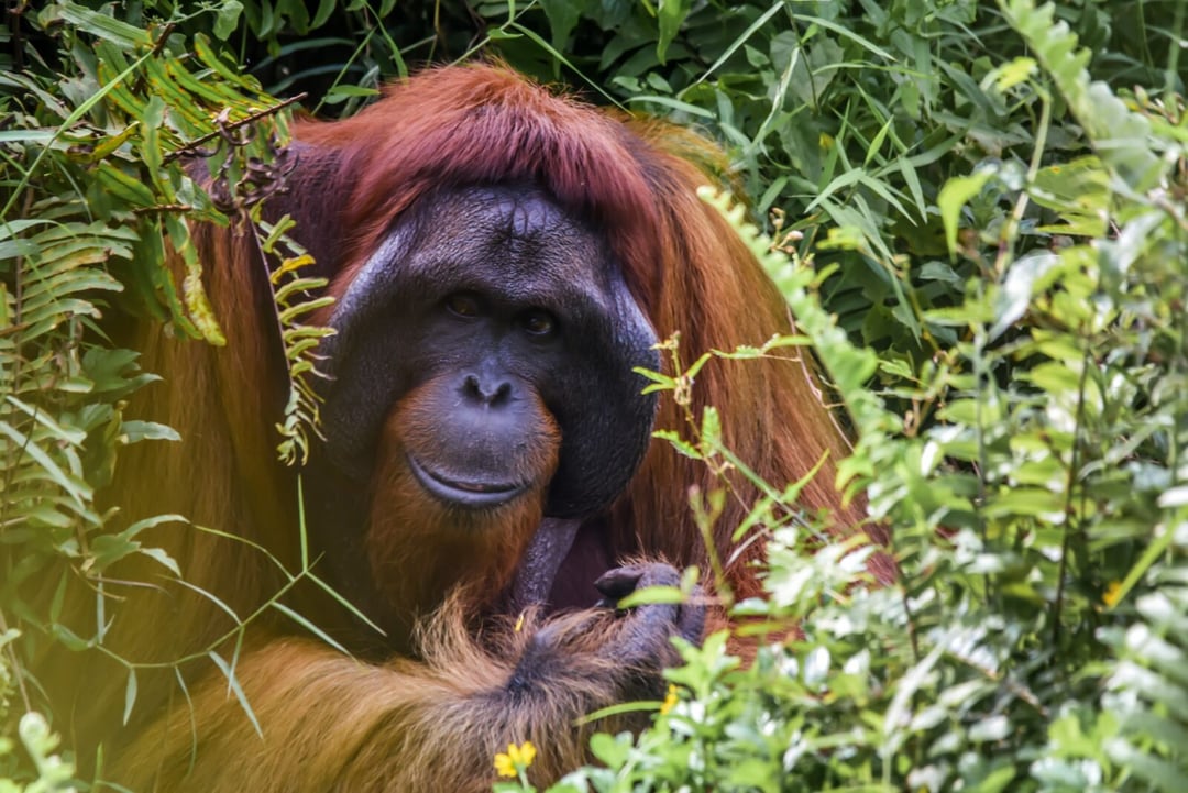 Orangutanie, wylecz się sam. Pierwsza taka obserwacja w świecie przyrody