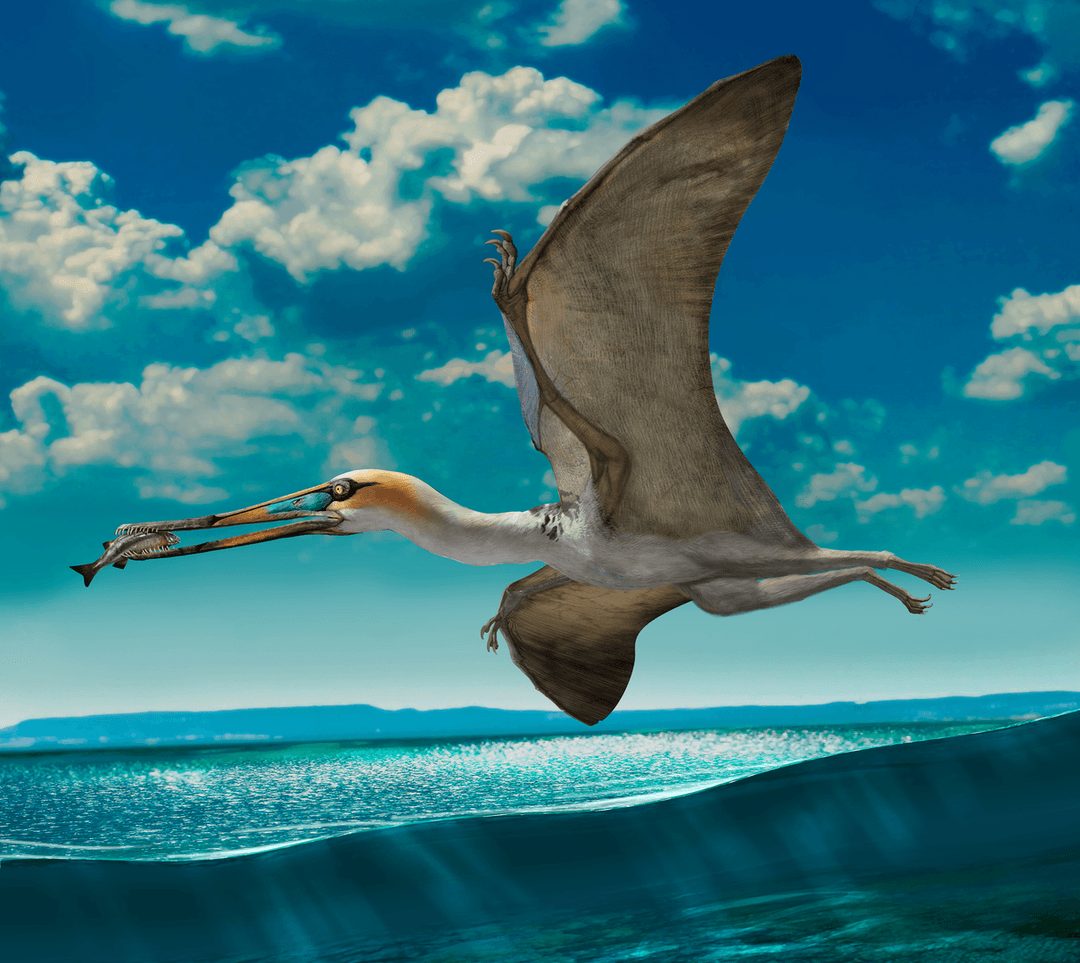 W żwirowni odkryli kawałek latającego gada. Ten stwór był większy od człowieka