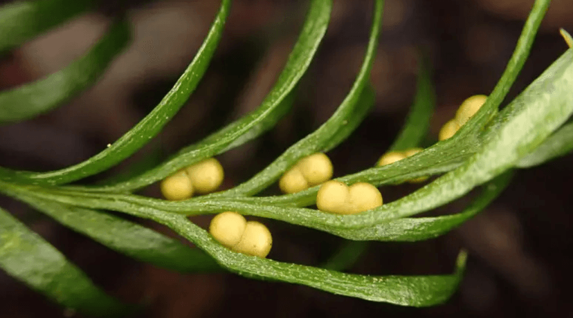 Maleńka paproć ma największy genom ze wszystkich znanych gatunków na Ziemi
