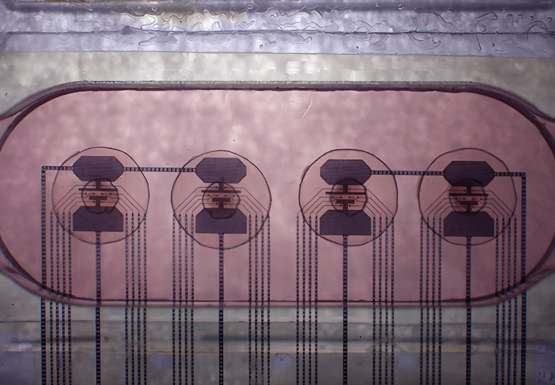 Podłączyli 16 minimózgów do komputera. Potwór Frankensteina na miarę XXI wieku