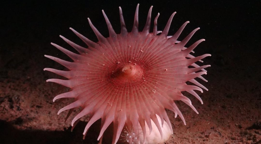 Stworzenia z głębin oceanu wyglądają jak nie z tego świata