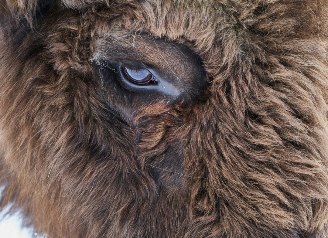 Niezwykły bizon urodził się w Yellowstone. To znak od niebios