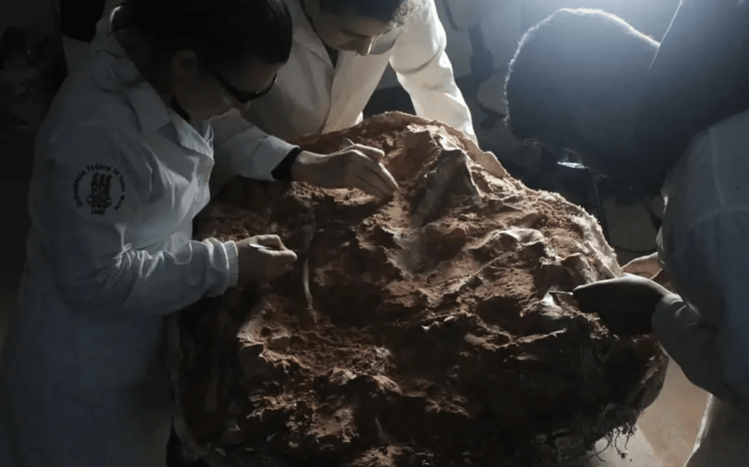 W Brazylii ulewne deszcze odsłoniły wyjątkową skamieniałość dinozaura