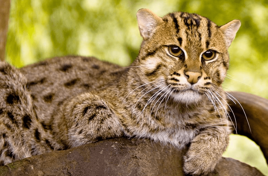 Te piękne dzikie koty zachowują się w nietypowy sposób. Nie sądziliśmy, że są do tego zdolne