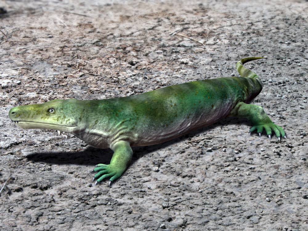 Pierwszy lądowy płaz był Polakiem? Sudecki płaz sensacją w świecie paleobiologów.