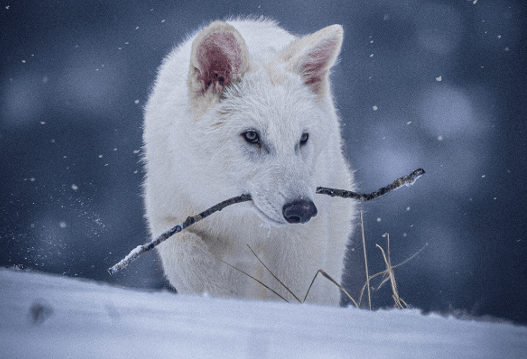 Wilki wracają z zaświatów. Colossal dokonuje pierwszej na świecie reinkarnacji biologicznej