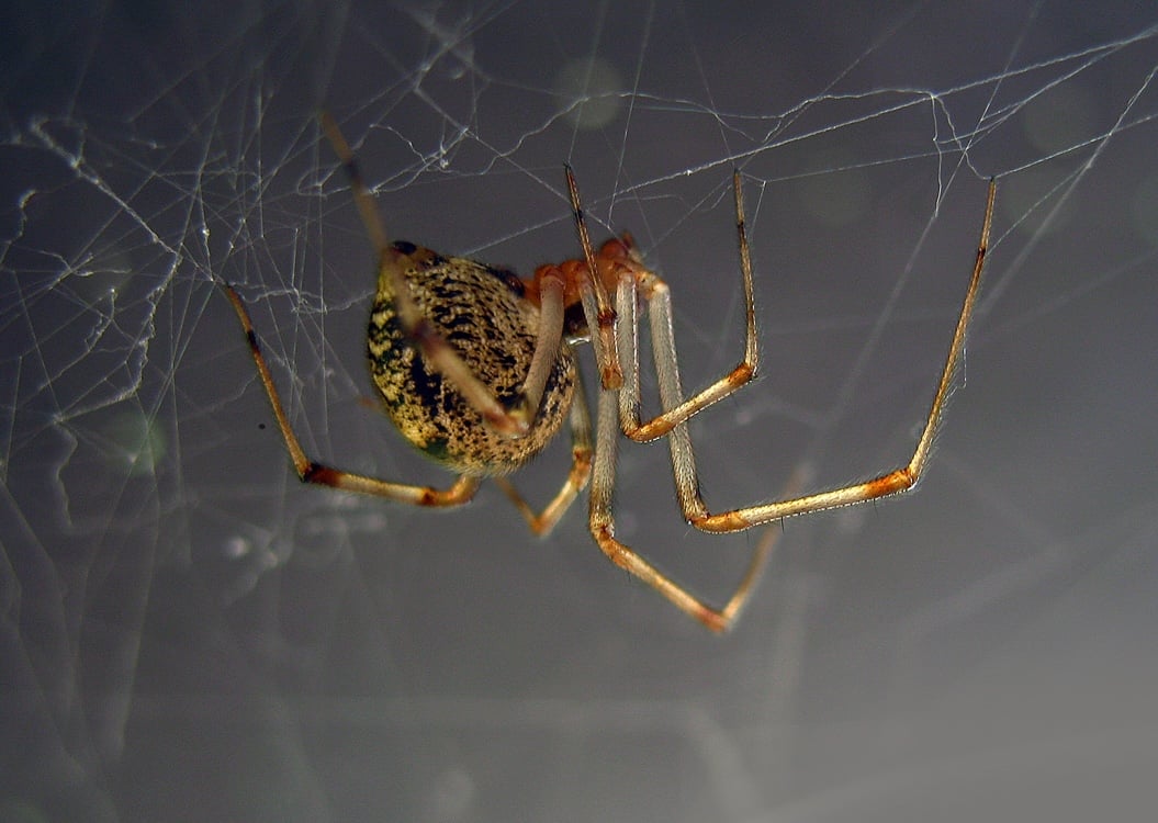 Naukowcy przeprogramowali pająka. Efekt rzuca się w oczy