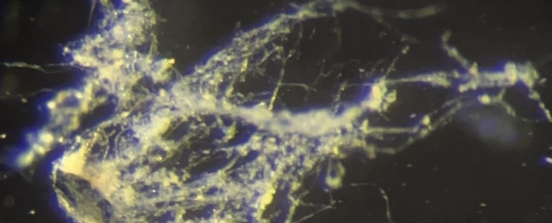 Sensacyjne odkrycie w USA. Te mikroorganizmy mają wyjątkową supermoc