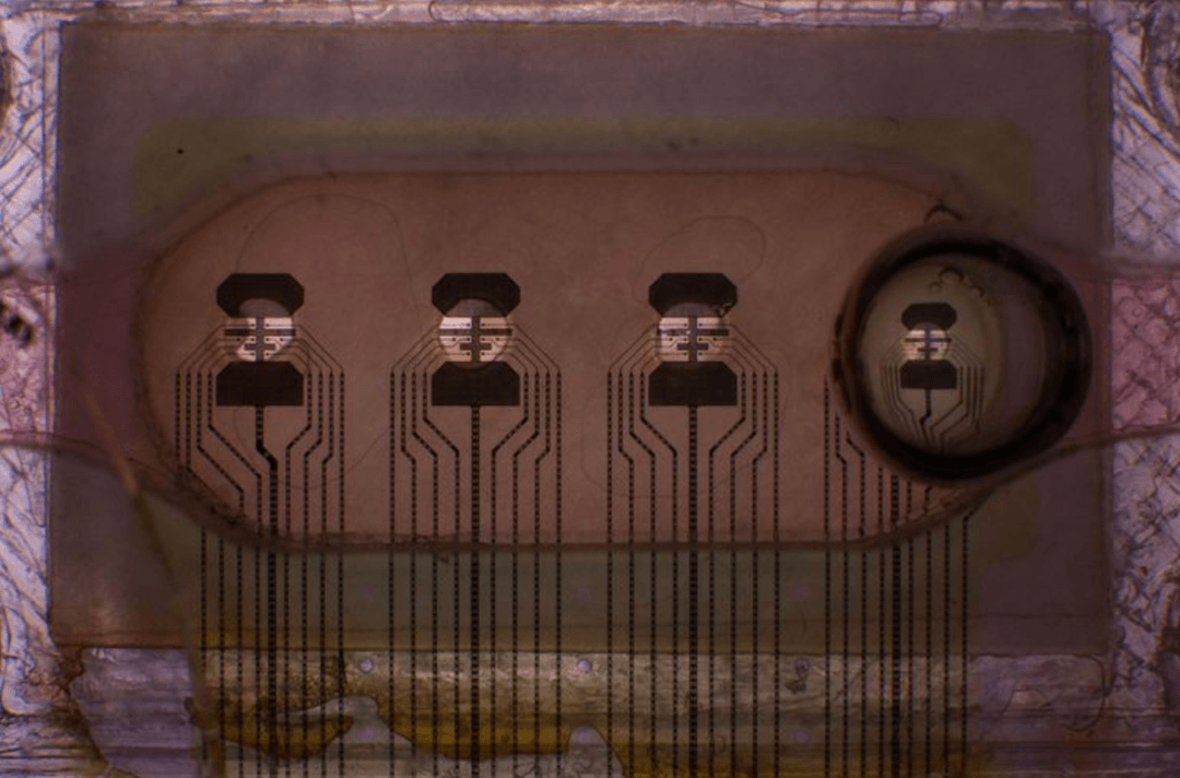 Naukowcy stworzyli biologiczny procesor milion razy wydajniejszy od GPU