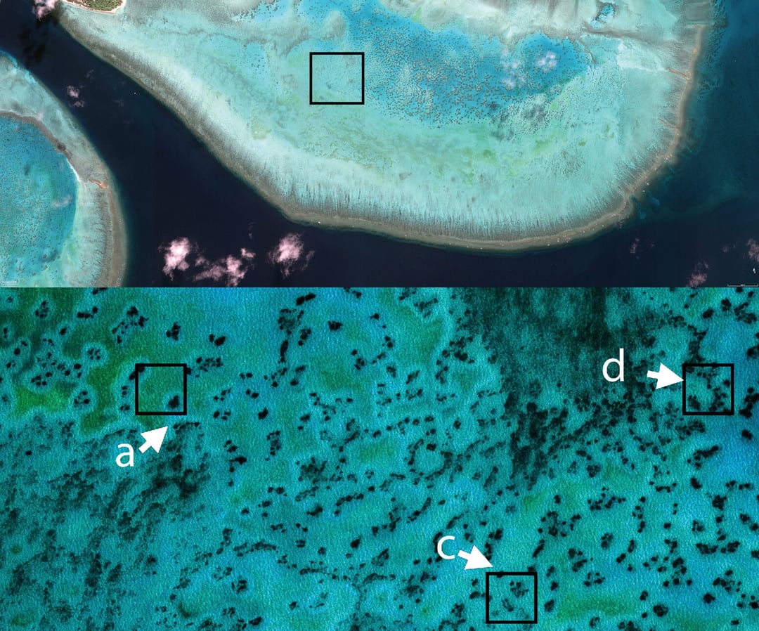 Wokół raf koralowych pojawiają się dziwne kręgi. Są ułożone w nietypowy wzór