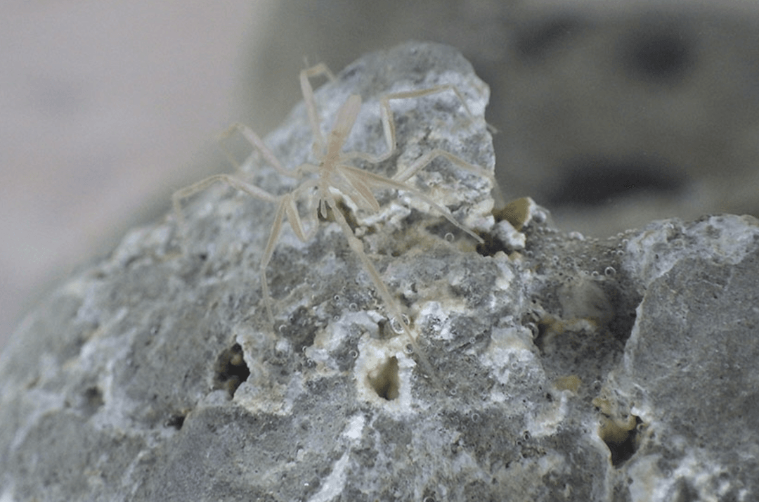 Żyją w ciemności, żywią się metanem. Głębinowi strażnicy klimatu