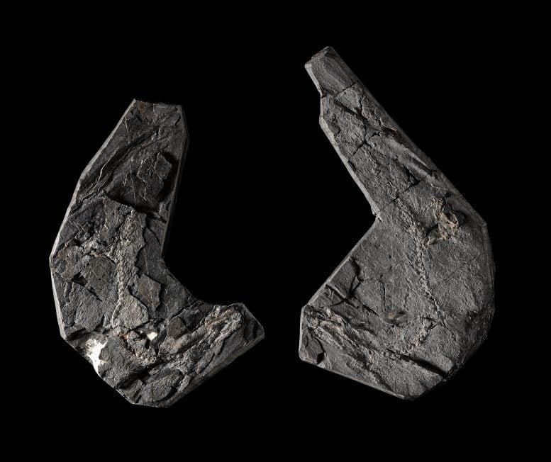 Ta skamieniałość ma prawie 350 milionów lat i wywraca do góry nogami historię życia