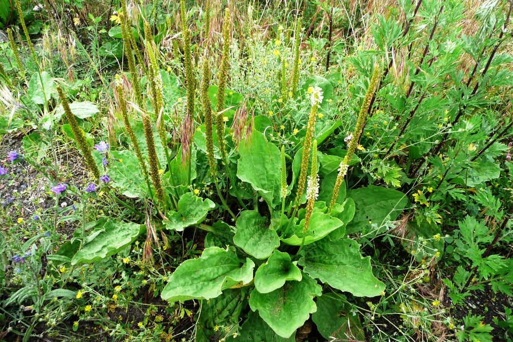 Karmi, chroni i leczy, a ty ją depczesz. Wszystko o babce czego nie wiesz
