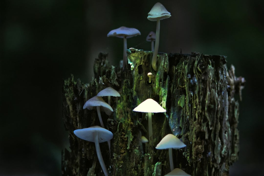 Psylocybina dobra nie tylko dla ducha, ale i ciała! Zaskakujące wyniki badań