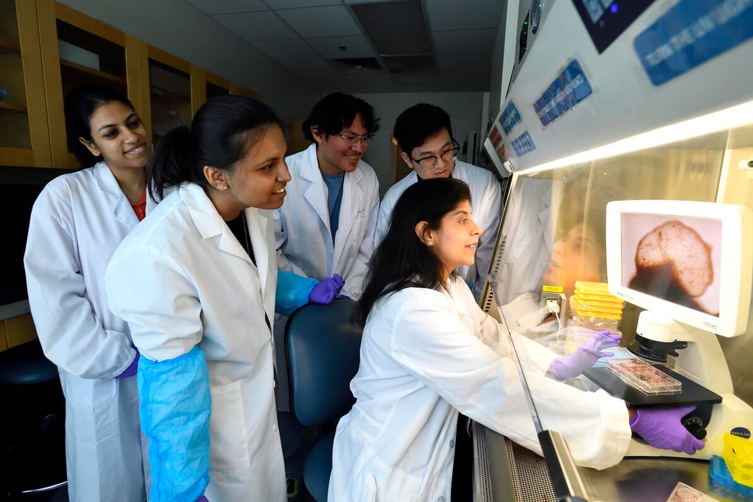 Miniaturowy mózg w laboratorium. Nadchodzi przełom w badaniach chorób neurologicznych