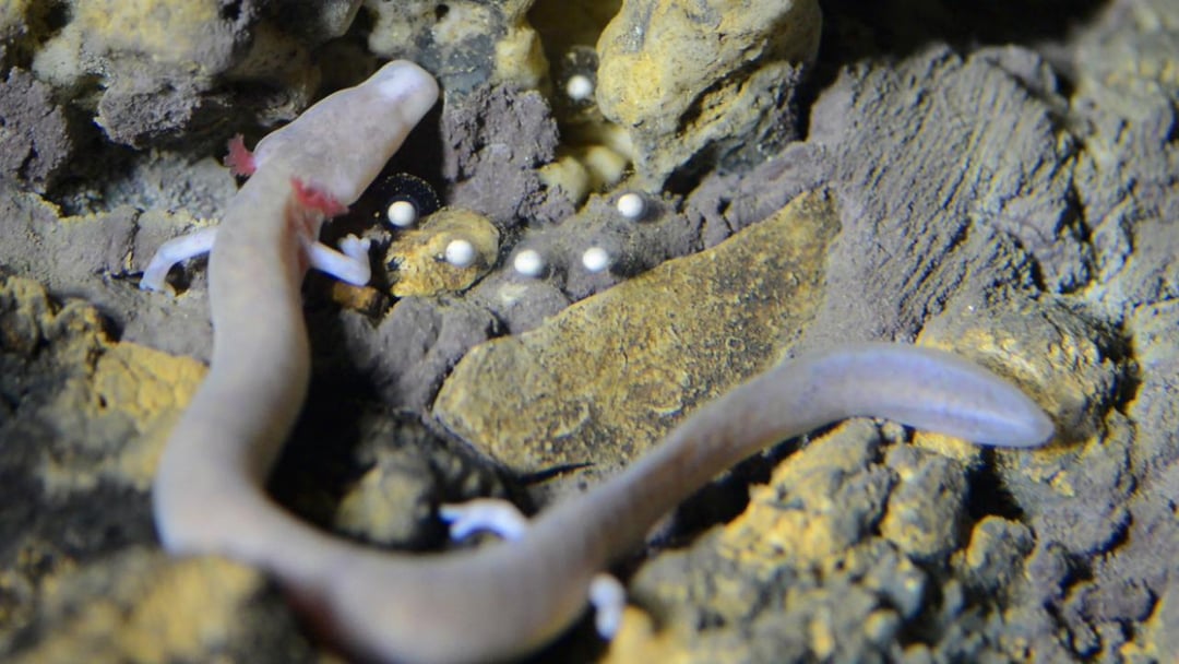Siedem lat bez ruchu w jaskini. Ten niezwykły płaz rzucił wyzwanie naukowcom