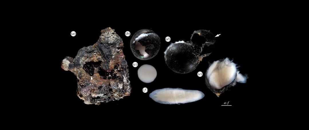 Cztery jaja z głębi oceanu zawierały formy życia, które wyglądają jak obce