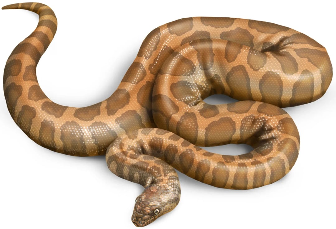 Cheilophis periplanetes łączy kontynenty rozdzielone oceanem. Niepozorne kręgi opowiadają fascynującą historię