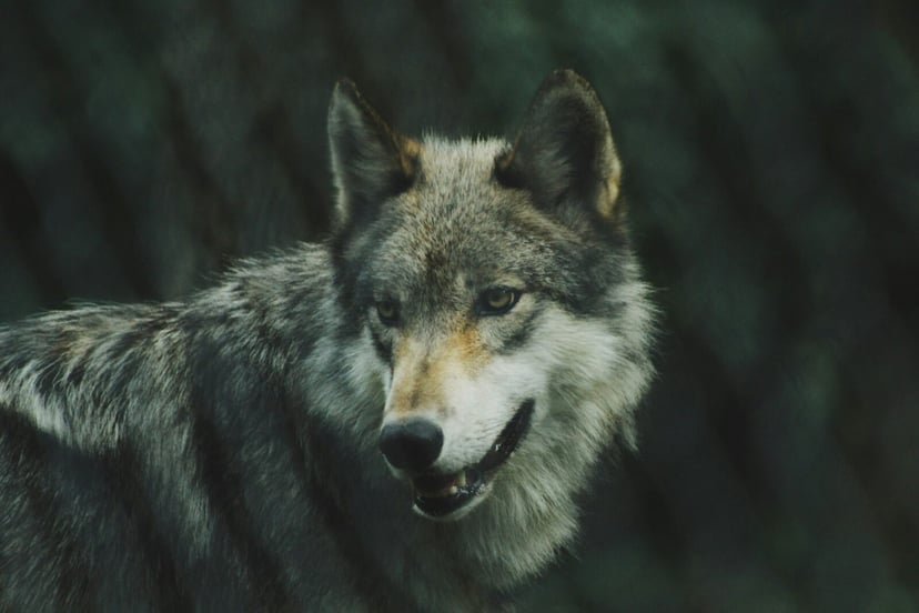 Osiki w Yellowstone odrodziły się po 80 latach. Wszystko dzięki 31 wilkom