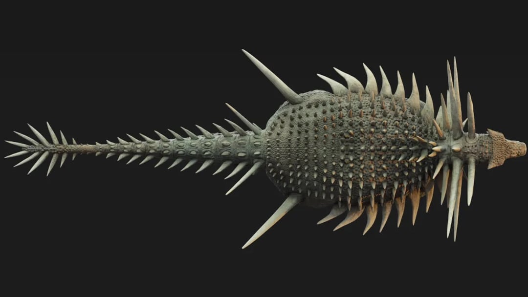 Metrowe kolce i pancerz jak z koszmaru. Spicomellus afer wywraca teorię ewolucji do góry nogami