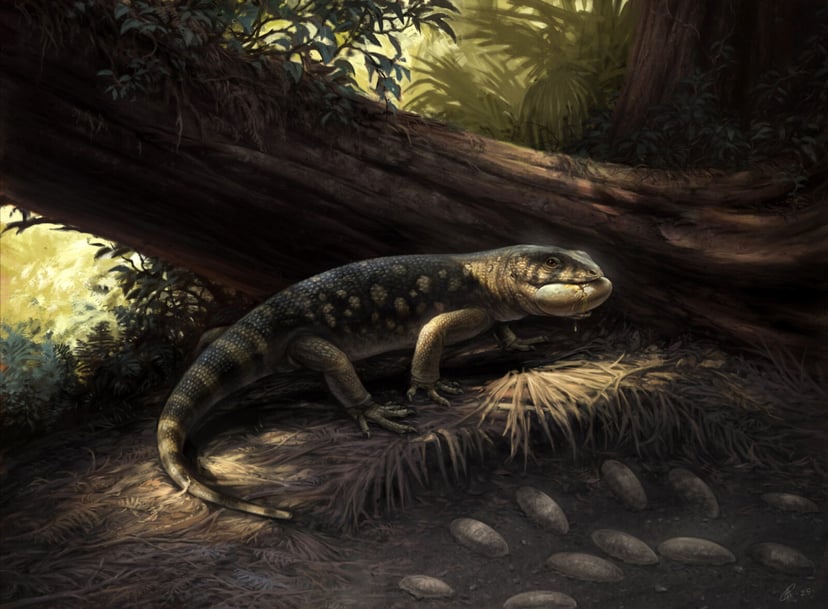 Goblinopodobny potwór z czasów dinozaurów. Bolg amondol skrywał się w muzeum przez dwie dekady